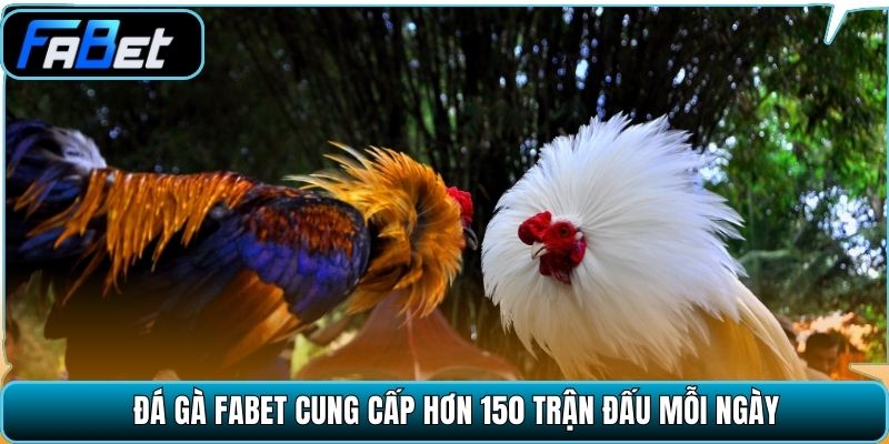 Đá gà Fabet cung cấp hơn 150 trận đấu mỗi ngày